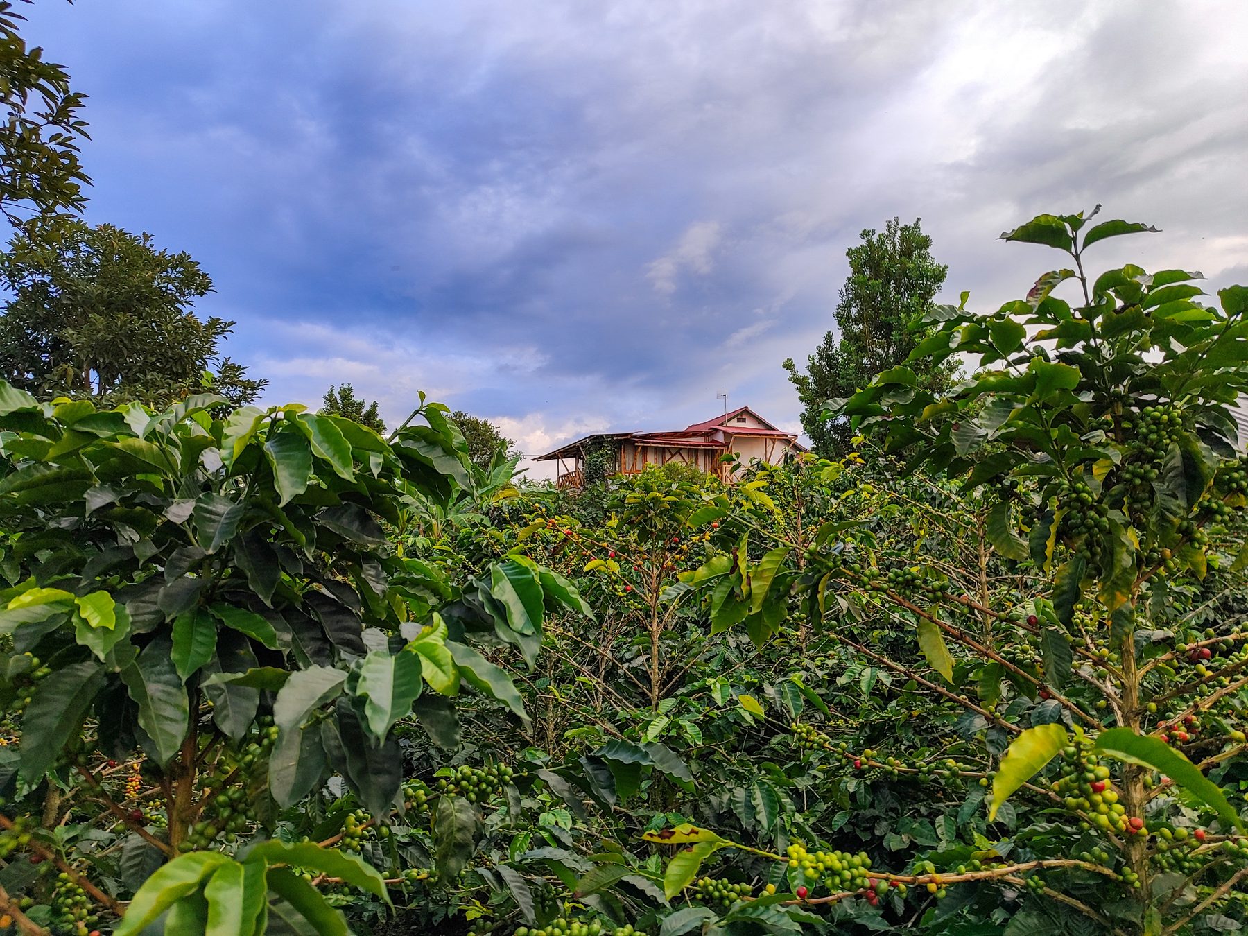 Cultivo de café y casa cafetera