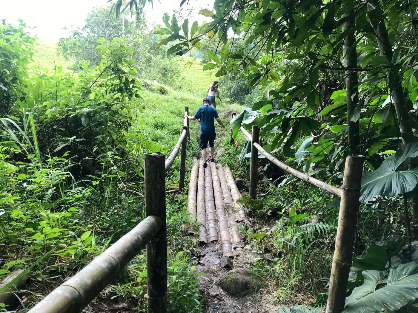 Sendero con baranda de guadua entre la vegetación, camino al Río La Vieja