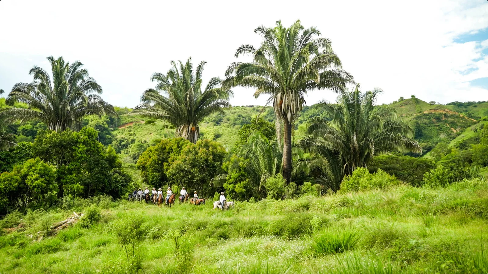 Cabalgata pasando entre palmas gigantes y vegetación tropical en El Carmelo, La Tebaida