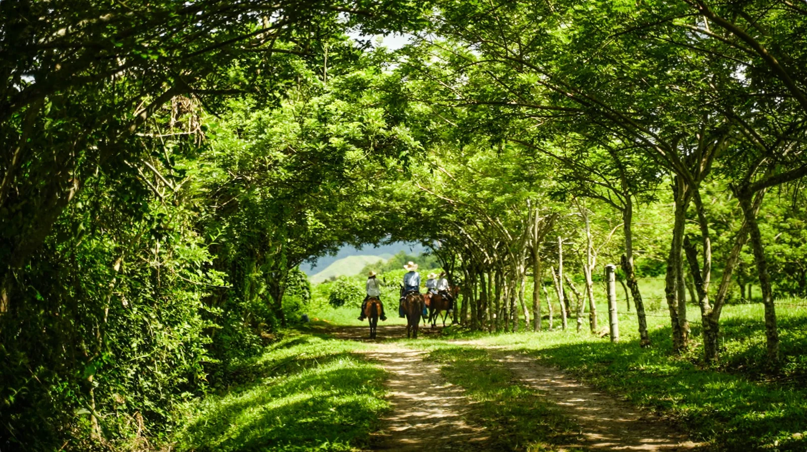 Jinetes atravesando un túnel de árboles por un camino privado de la Hacienda El Carmelo