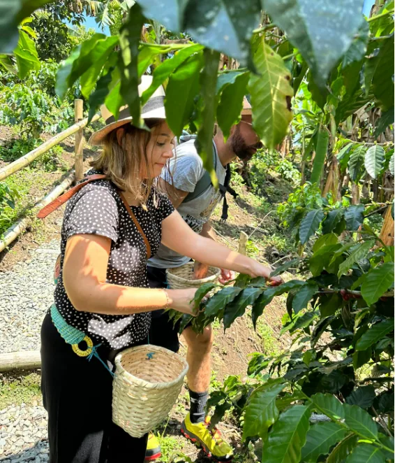 Coffee Tour + Coffee Shop, tour del cafe de origen en Armenia