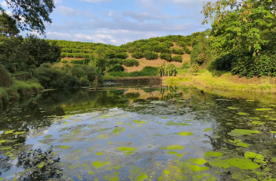 Finca Bío?, contemplación, avistamiento de aves y fauna silvestre en Alcalá, Valle del Cauca