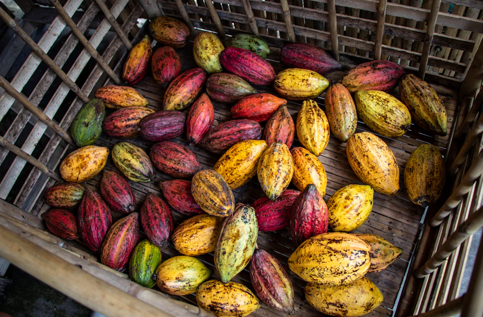 Finca La Alejandra, recorrido cacaotero del arbol al chocolate en Montenegro