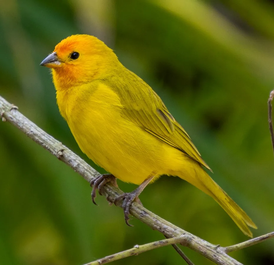 Canario azafranado posado en una rama en Finca Bío