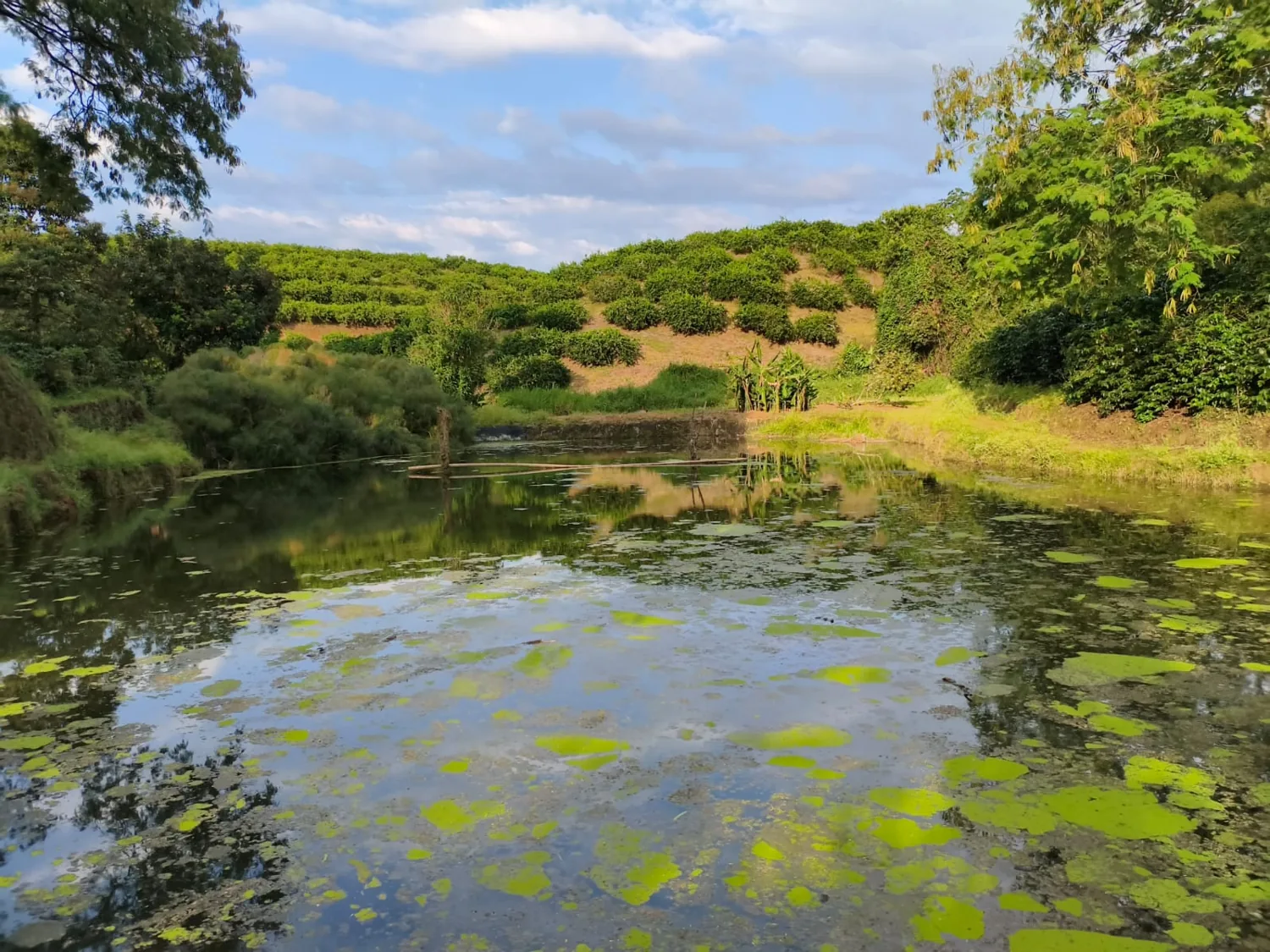 Laguna de Finca Bío con nenúfares y reflejo de los cafetales
