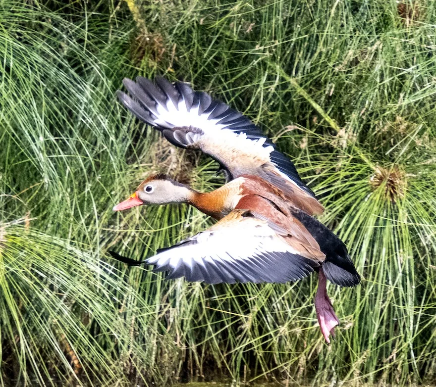 Pisingo en vuelo sobre la laguna de Finca Bío