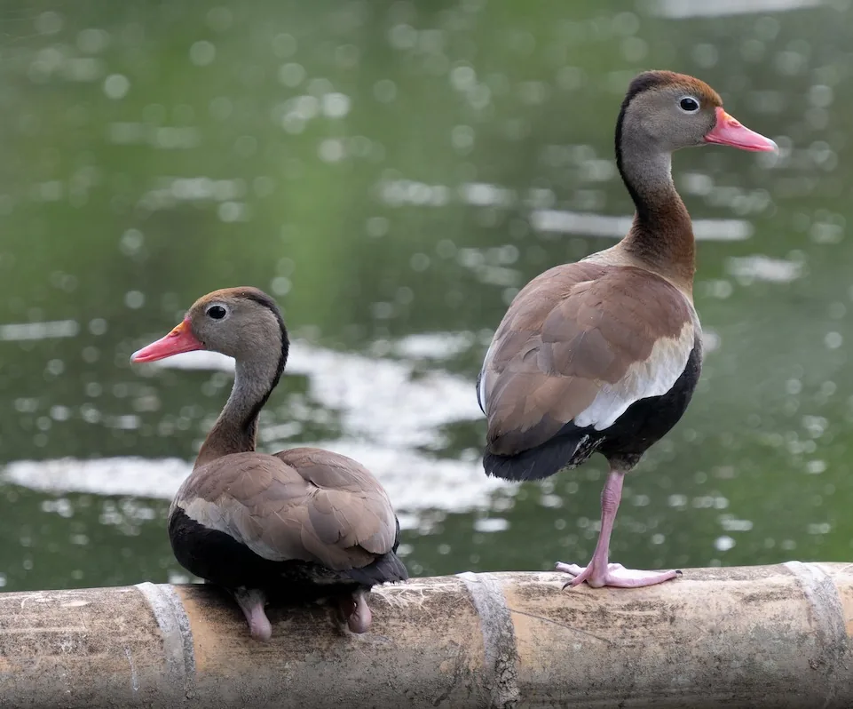 Pisingos (patos silbadores) junto a la laguna de Finca Bío