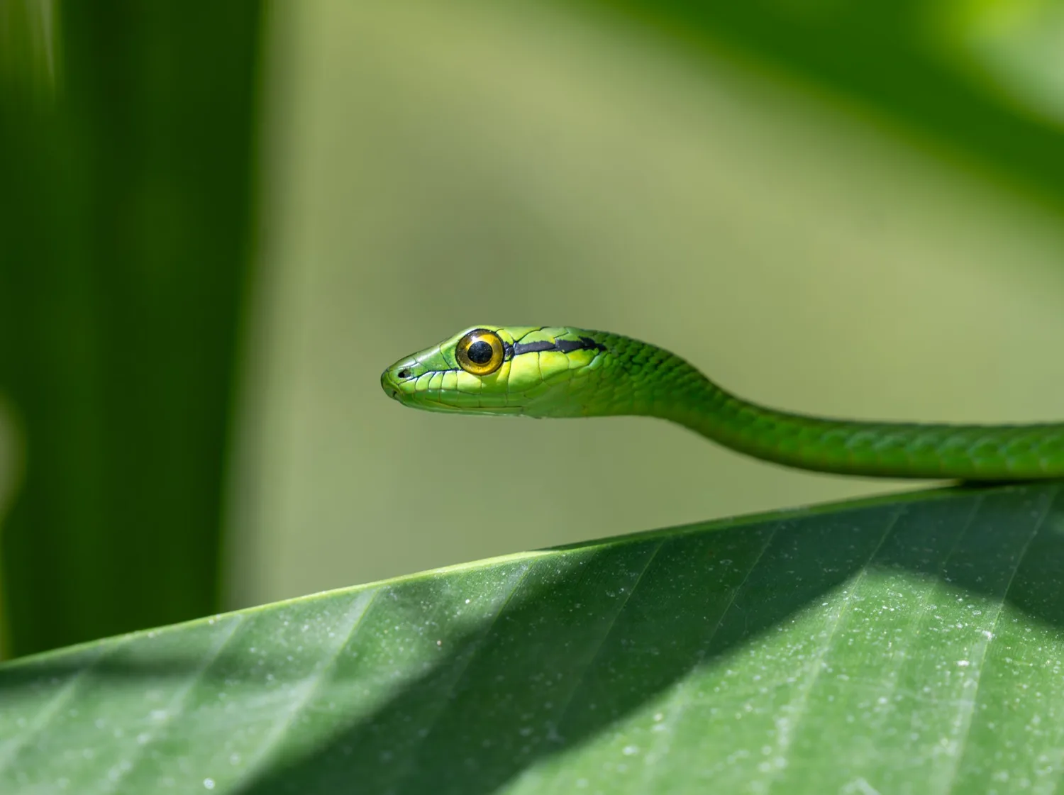 Serpiente verde bejuquilla sobre una hoja en Finca Bío