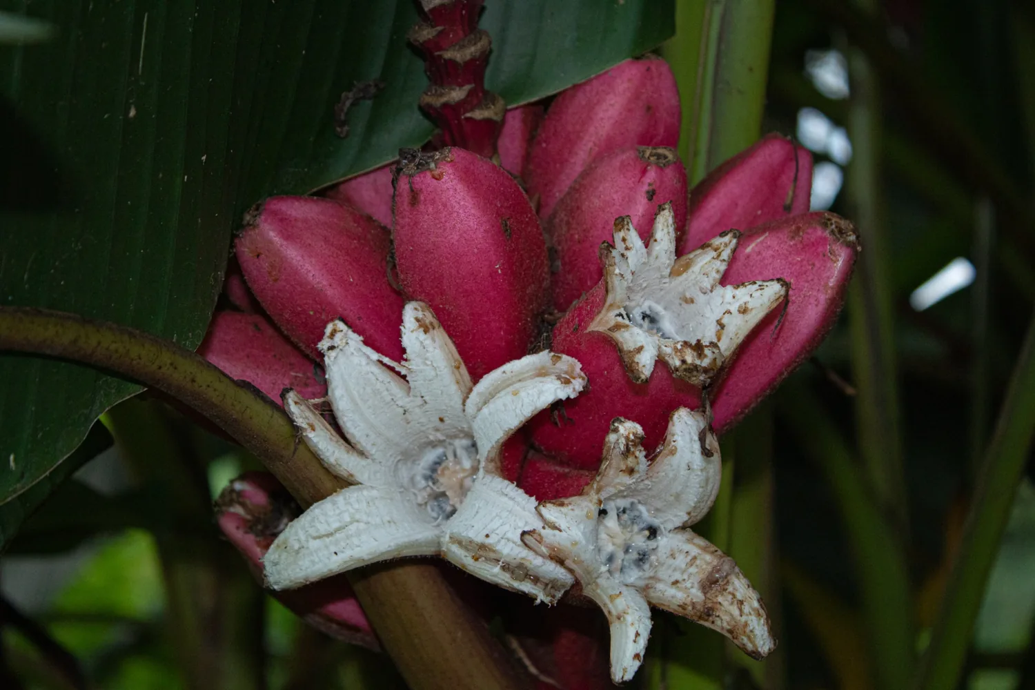 Banano ornamental rosado en Finca El Pensamiento