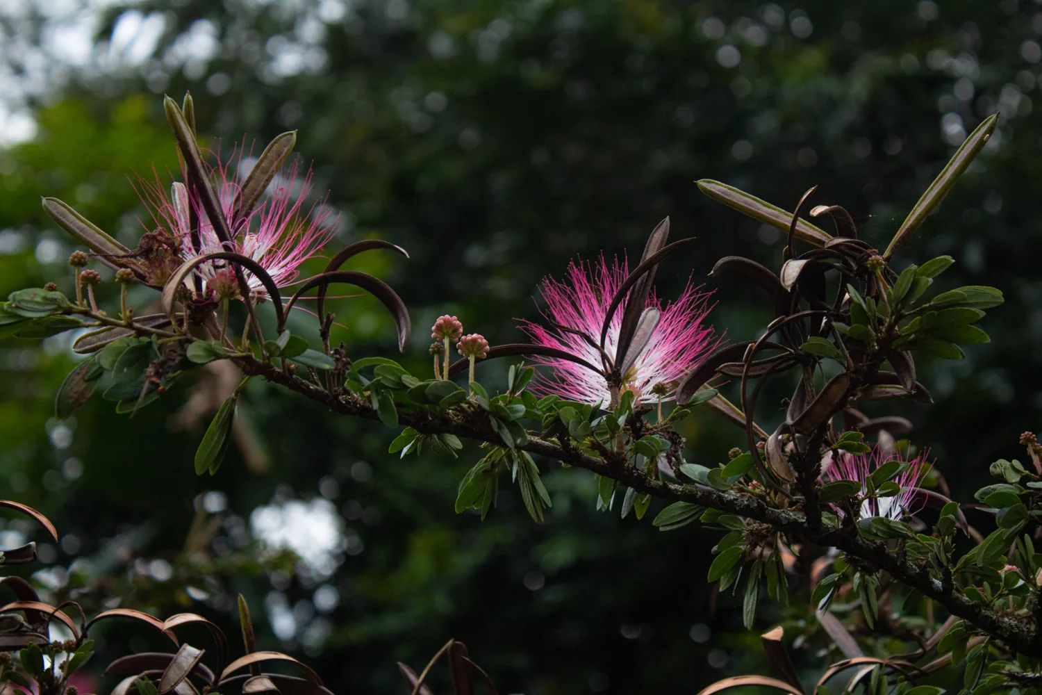 Flor de calliandra (plumón) en Finca El Pensamiento