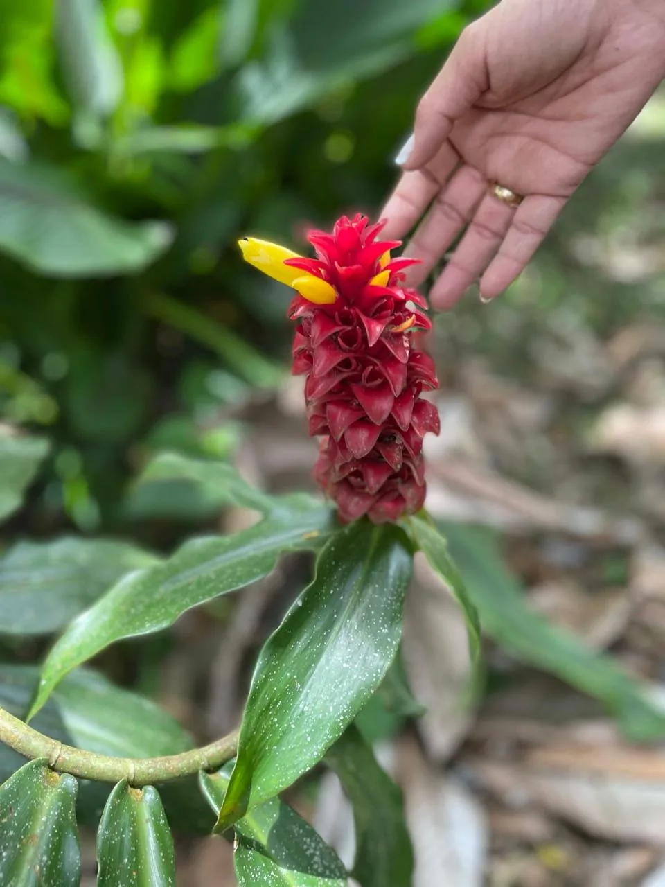 Ginger rojo (Costus) en el jardín de Finca El Pensamiento