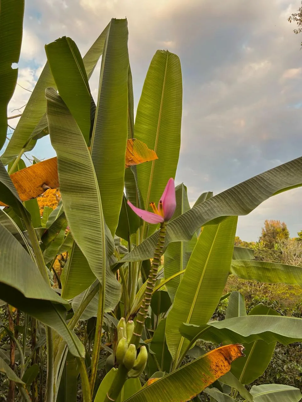 Flor de banano rosada al atardecer en Finca El Pensamiento