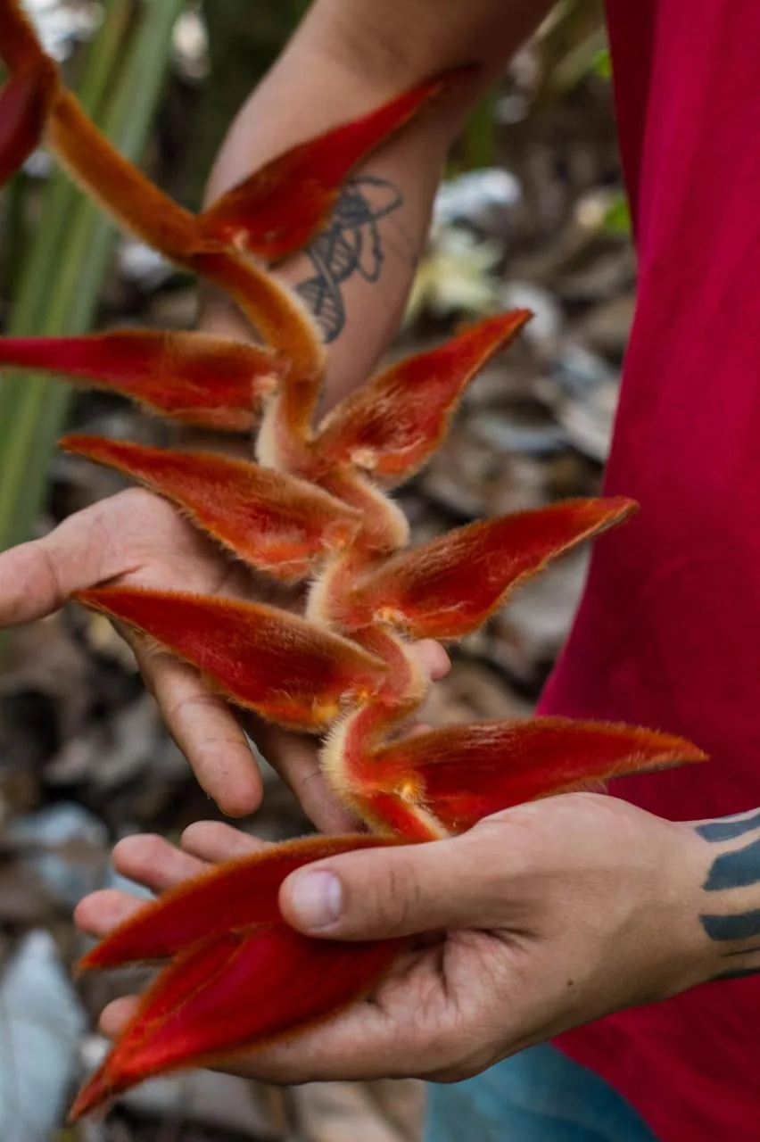 Heliconia roja del jardín de flores exóticas de Finca El Pensamiento