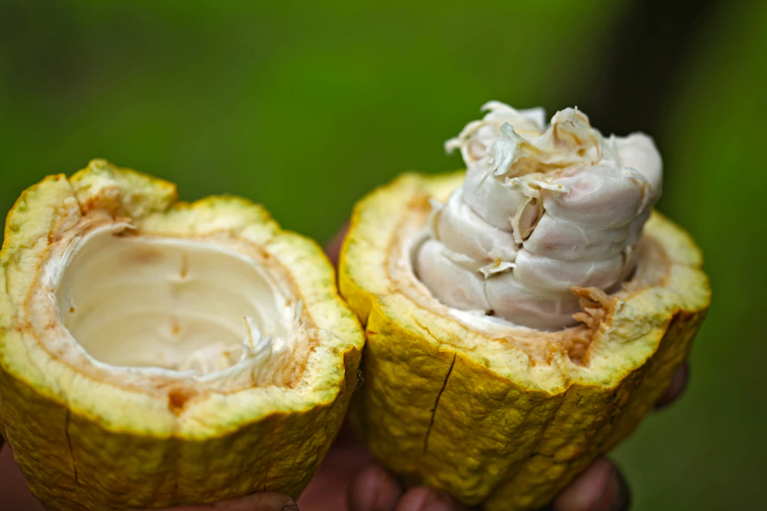 Mazorca de cacao abierta mostrando la pulpa blanca y los granos