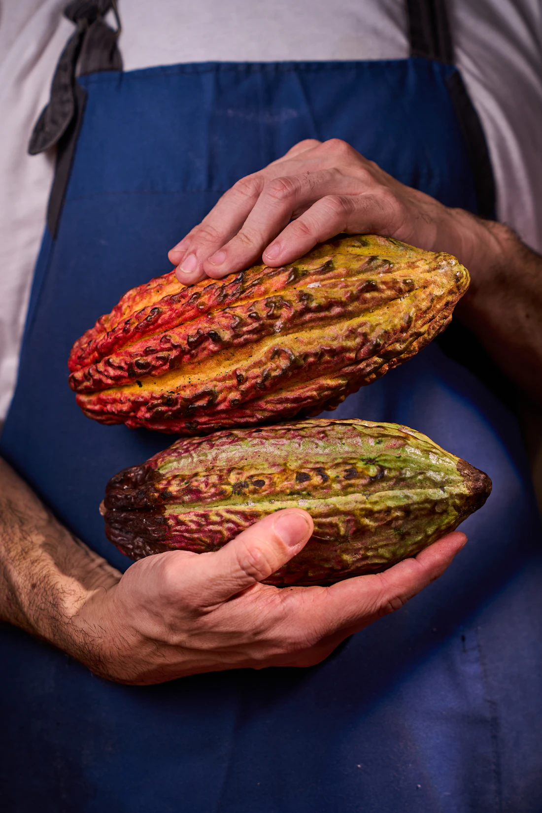 Productor sosteniendo dos mazorcas de cacao de colores en Finca La Alejandra