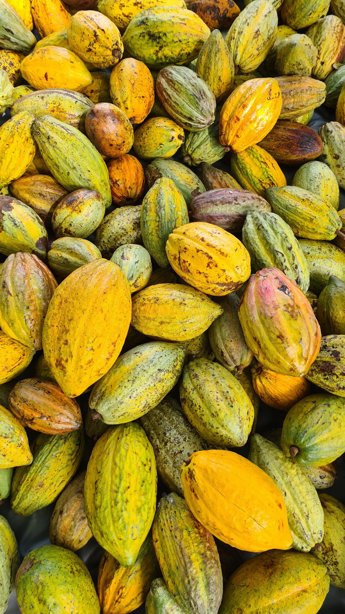 Mazorcas de cacao de colores recién cosechadas
