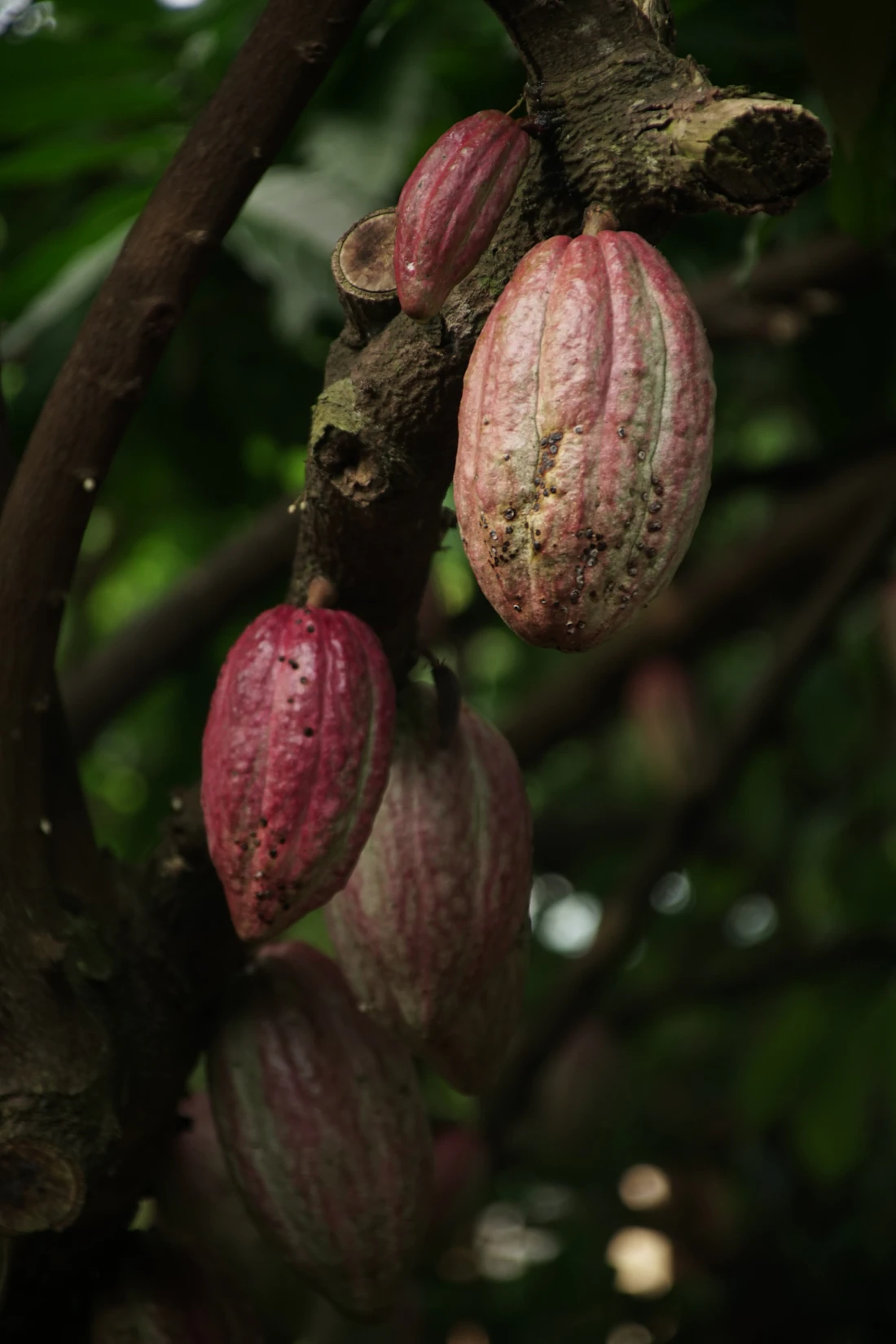 Mazorcas de cacao rojas colgando de un árbol en el cultivo de Finca La Alejandra, Montenegro, Quindío