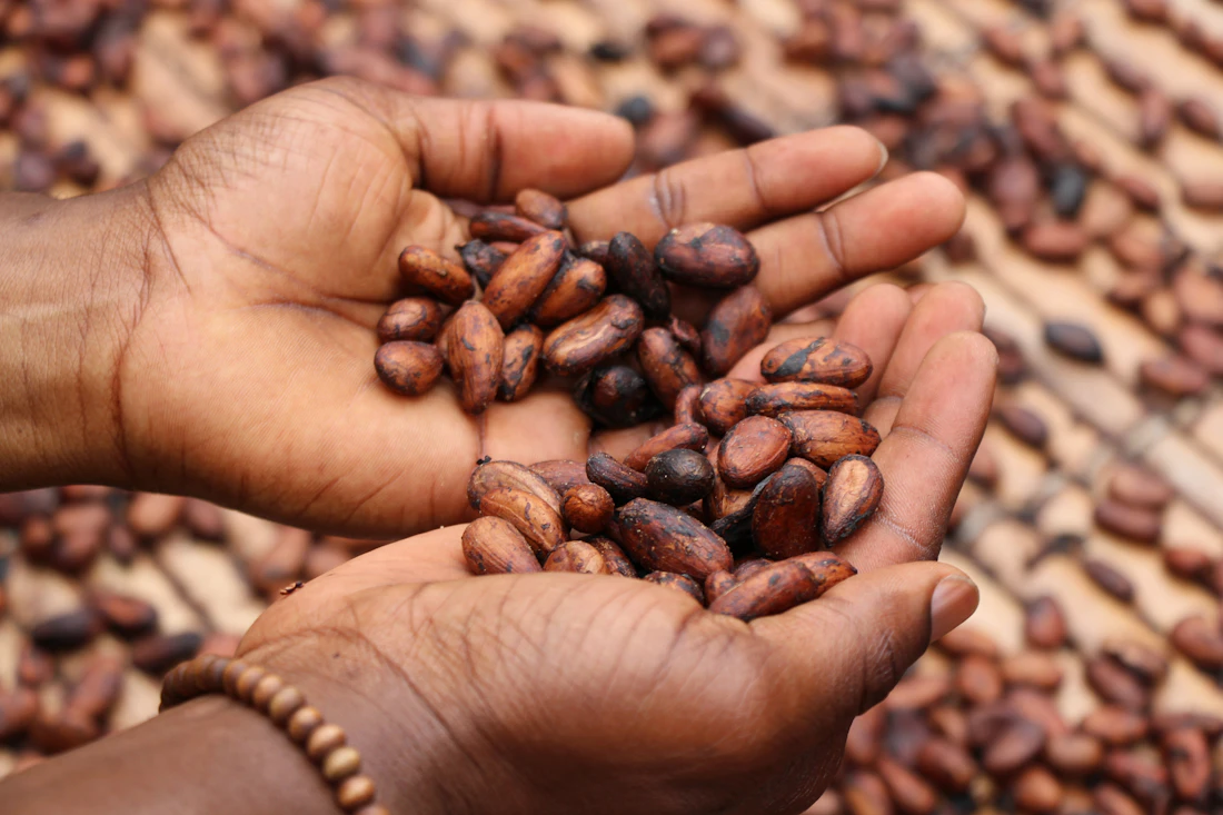 Manos sosteniendo granos de cacao tostados listos para transformar