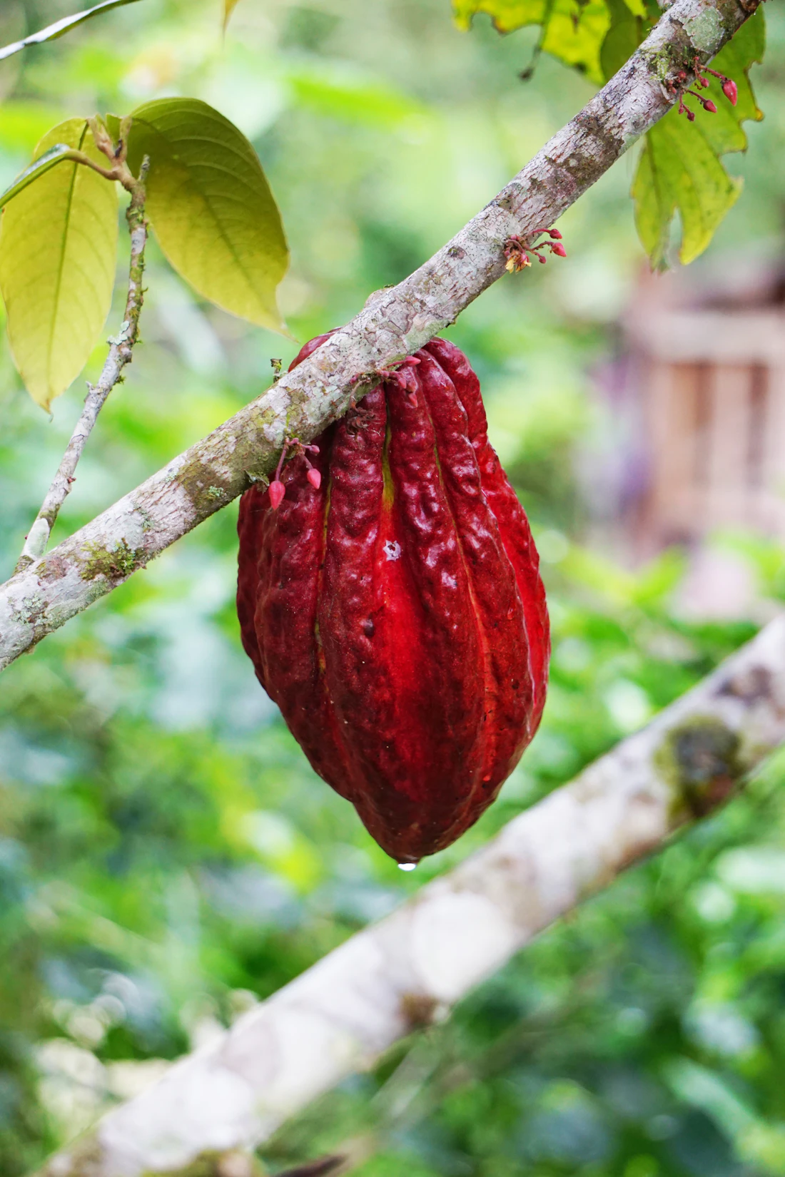 Mazorca de cacao roja madura en la rama