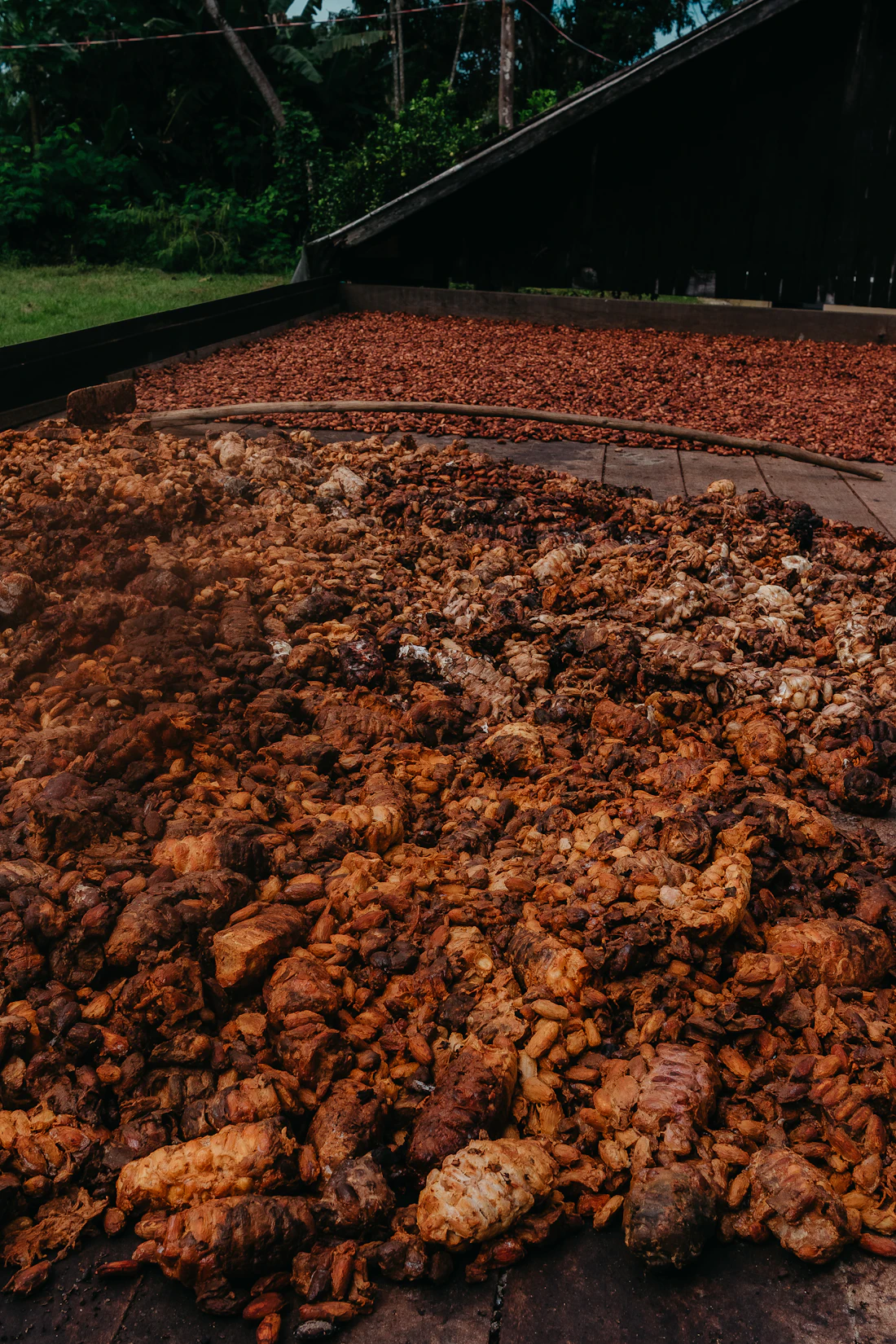 Granos de cacao fermentando y secándose en la finca