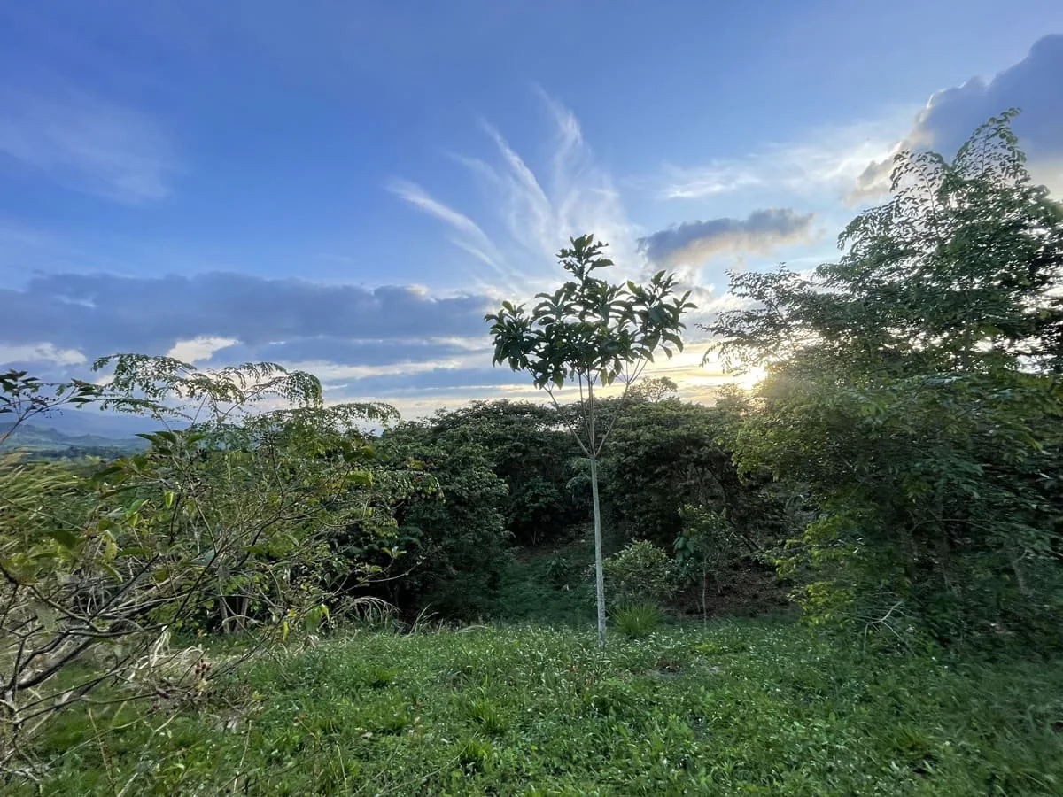 Atardecer sobre el bosque del Jardín Botánico del Quindío