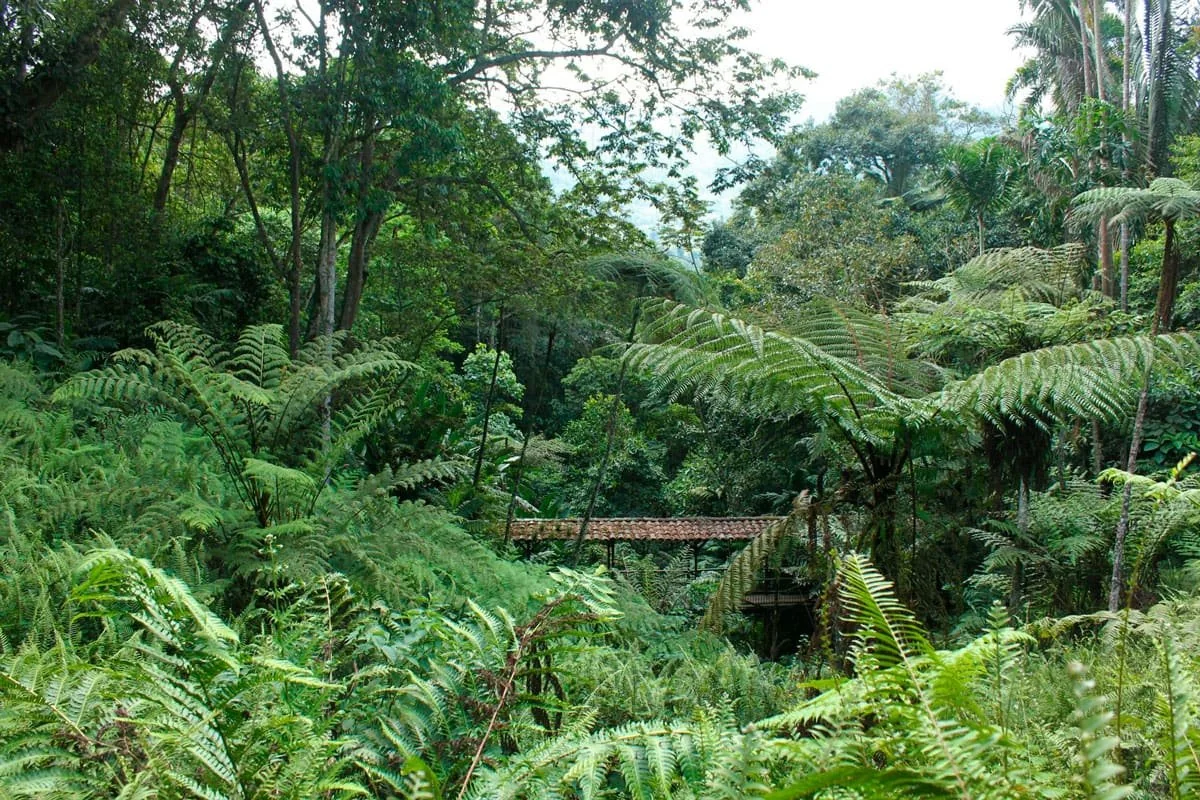 Bosque de niebla con helechos arbóreos en el Jardín Botánico del Quindío