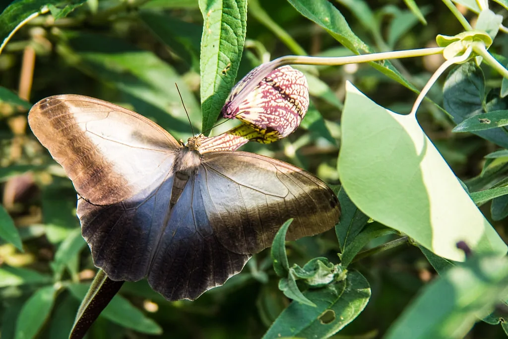 Mariposa posada en una hoja dentro del mariposario del Jardín Botánico del Quindío