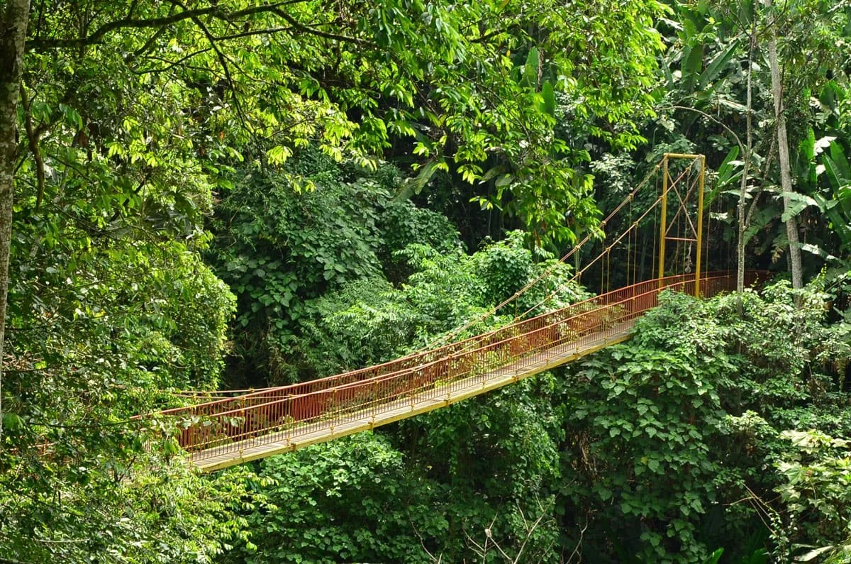 Puente colgante suspendido sobre el bosque en el Jardín Botánico del Quindío