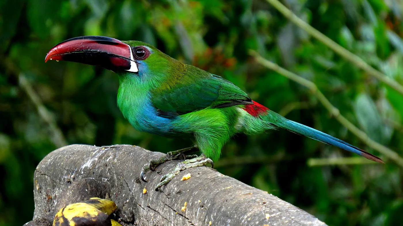 Tucán esmeralda en el bosque del Jardín Botánico del Quindío