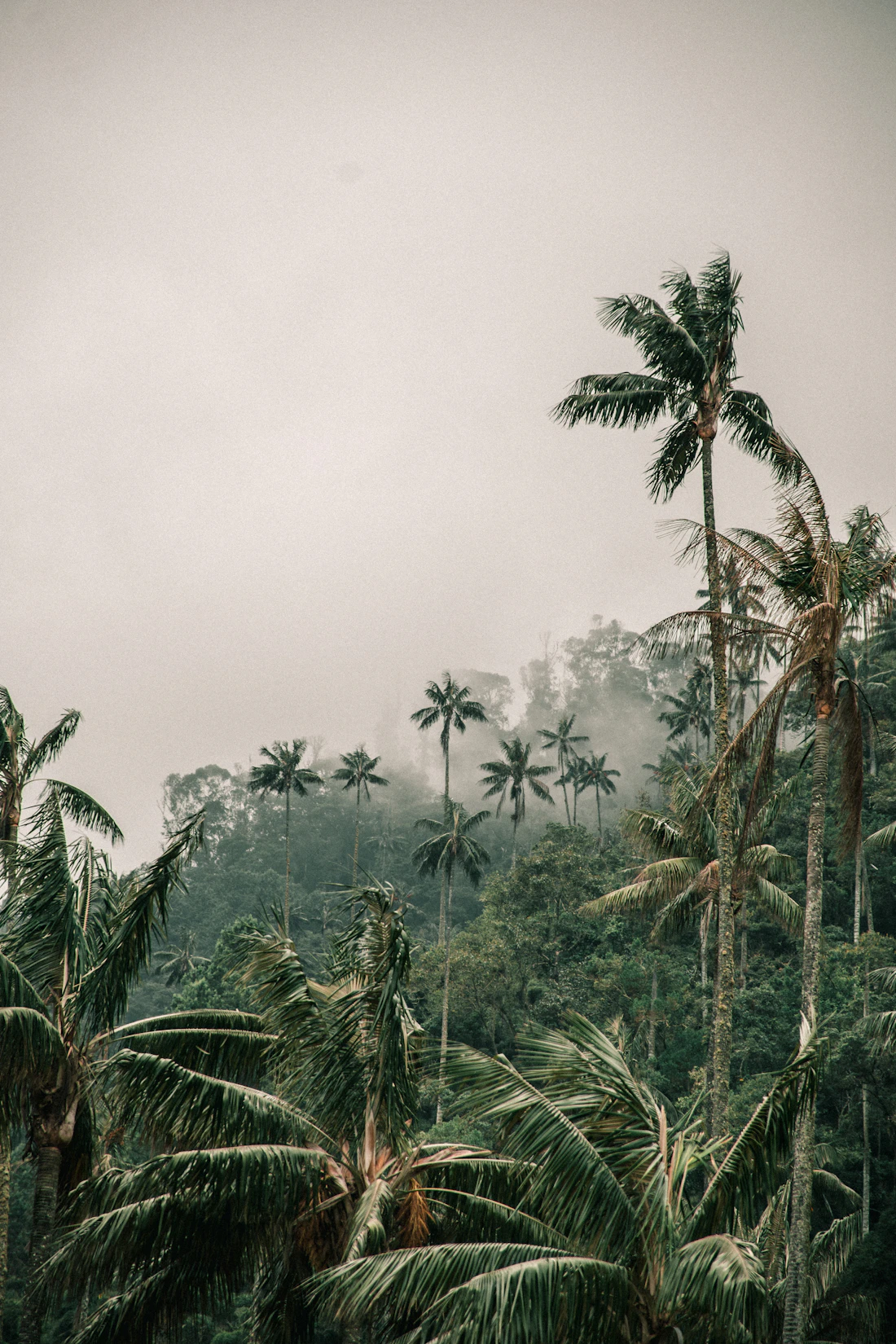 Palmas de cera entre la niebla del Valle de Cocora