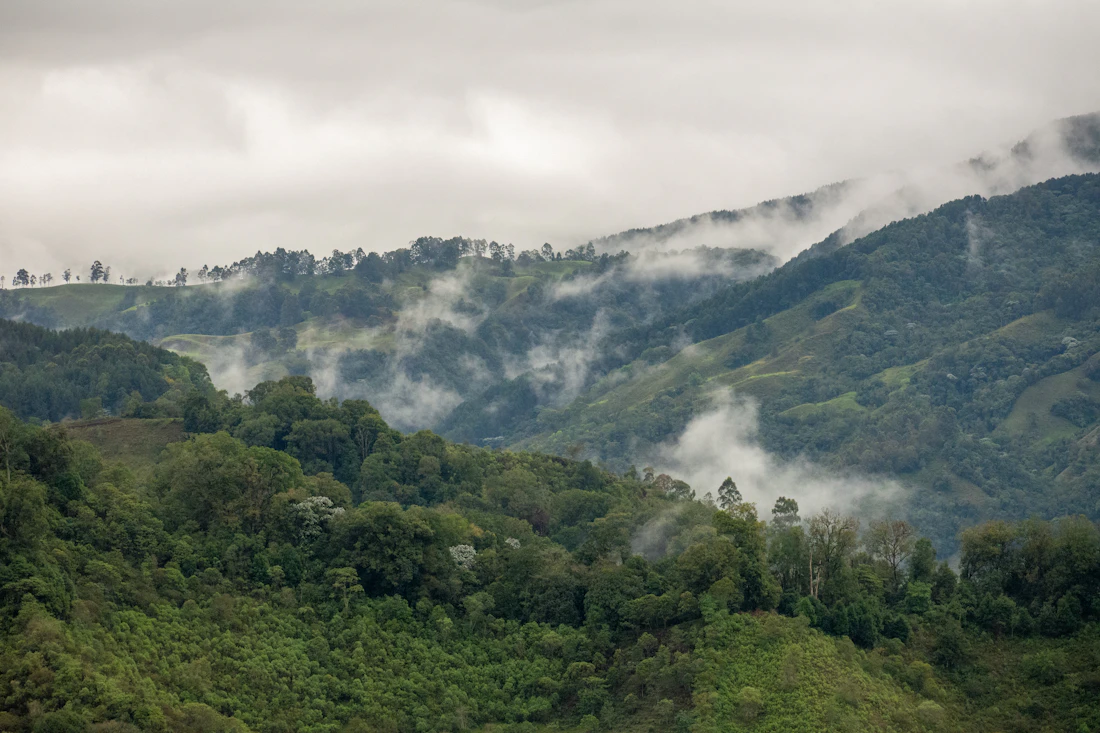 Montañas verdes y niebla del Valle de Cocora en Salento