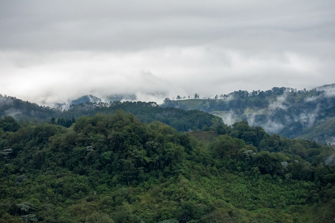 Montañas verdes con nubes del Valle de Cocora