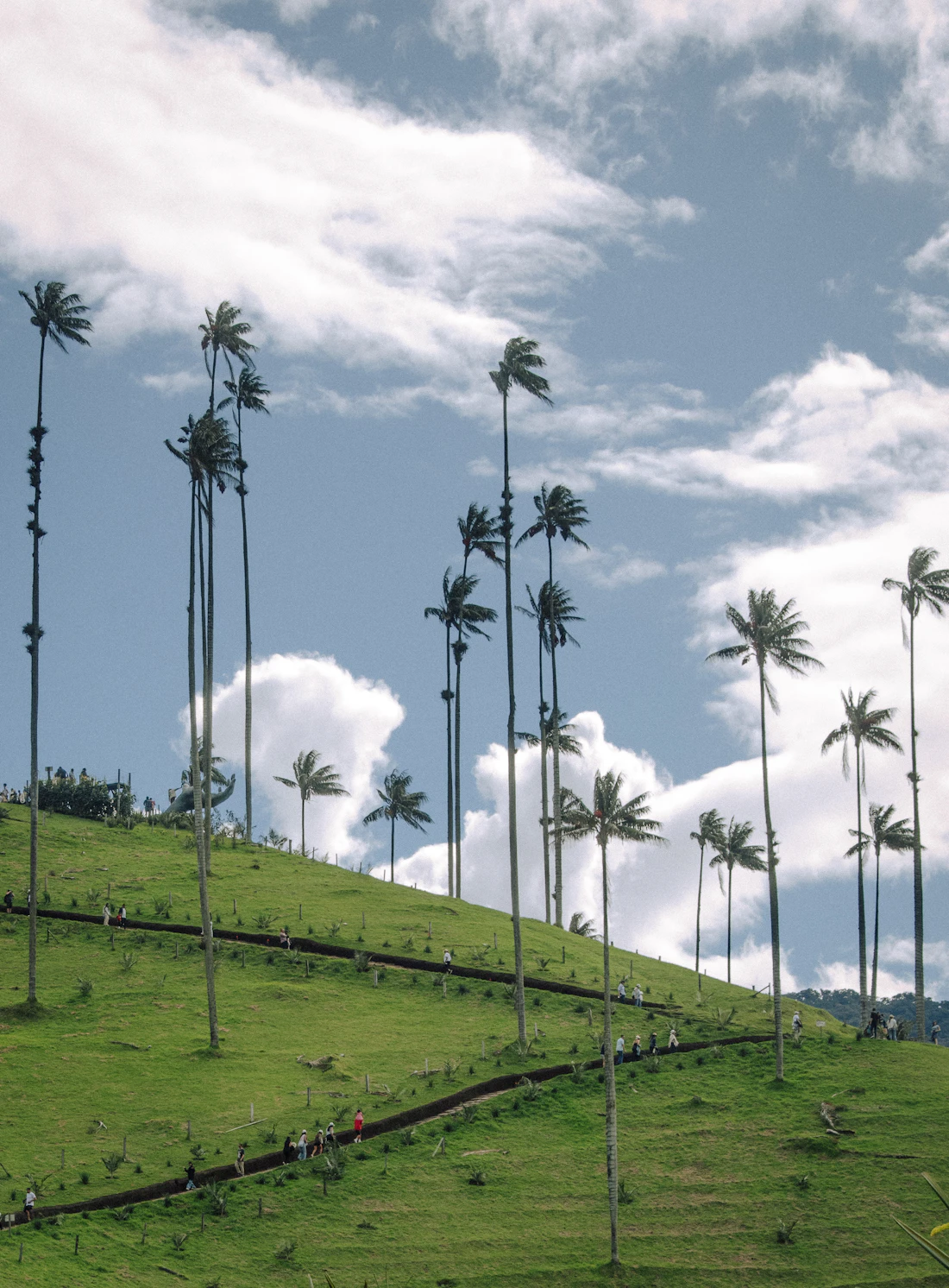 Palmas de cera y visitantes recorriendo el Mirador La Vida es Bella en el Valle de Cocora
