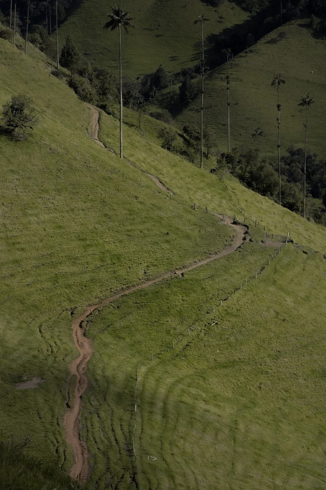 Sendero entre las colinas verdes del Valle de Cocora