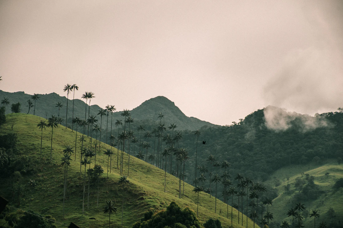 Vista panorámica del Valle de Cocora con palmas de cera