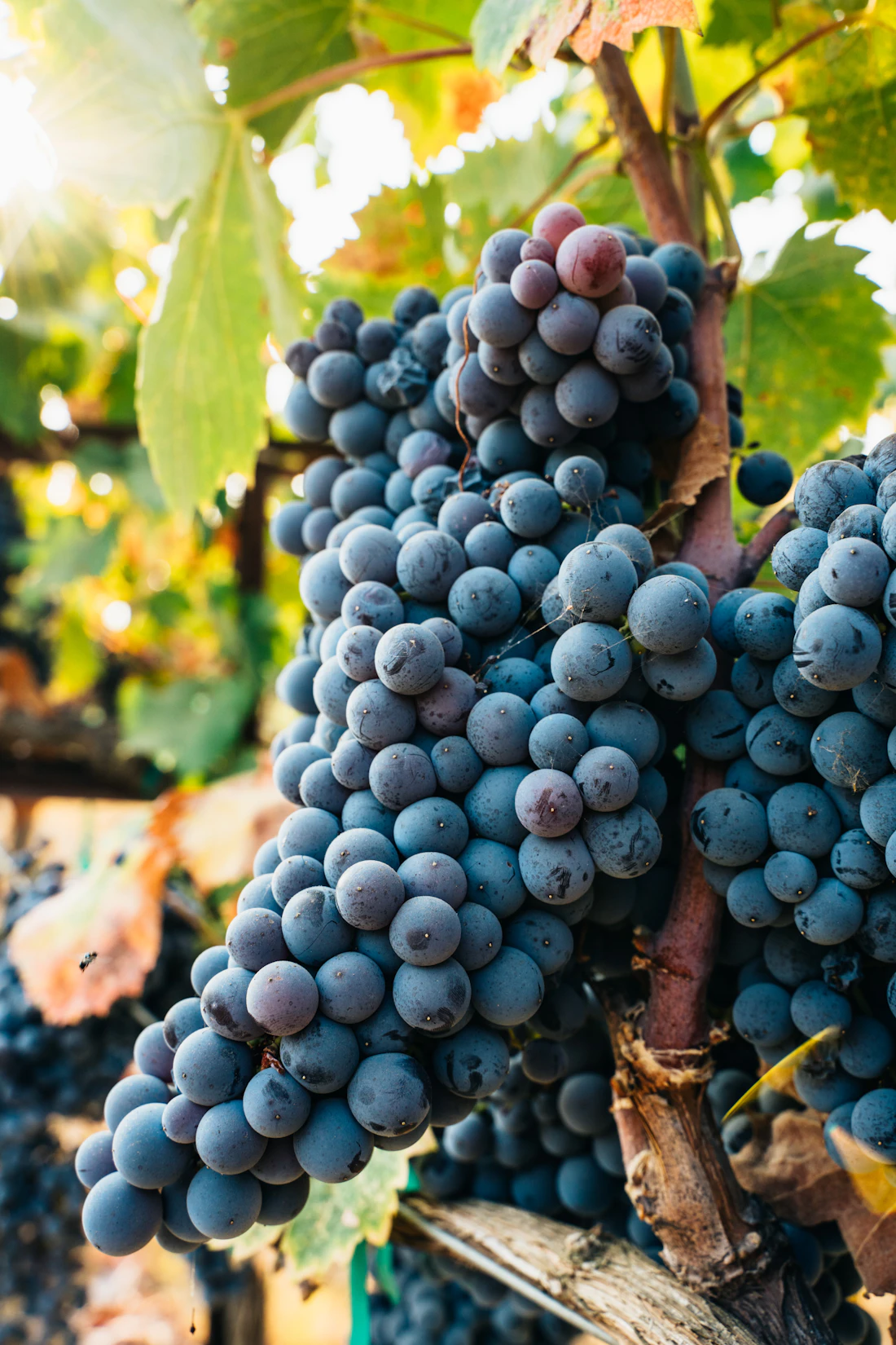 Grandes racimos de uva morada en el viñedo del Parque de la Uva