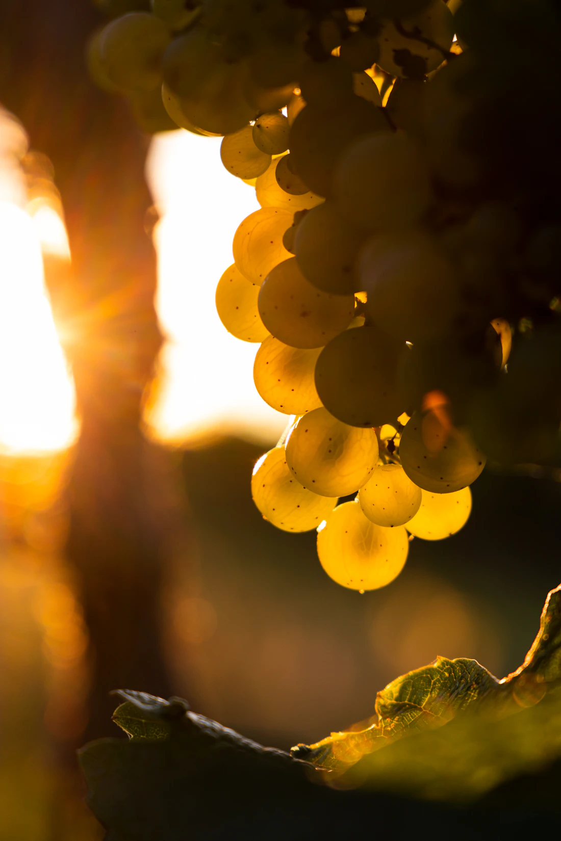 Uvas doradas iluminadas por el sol del atardecer