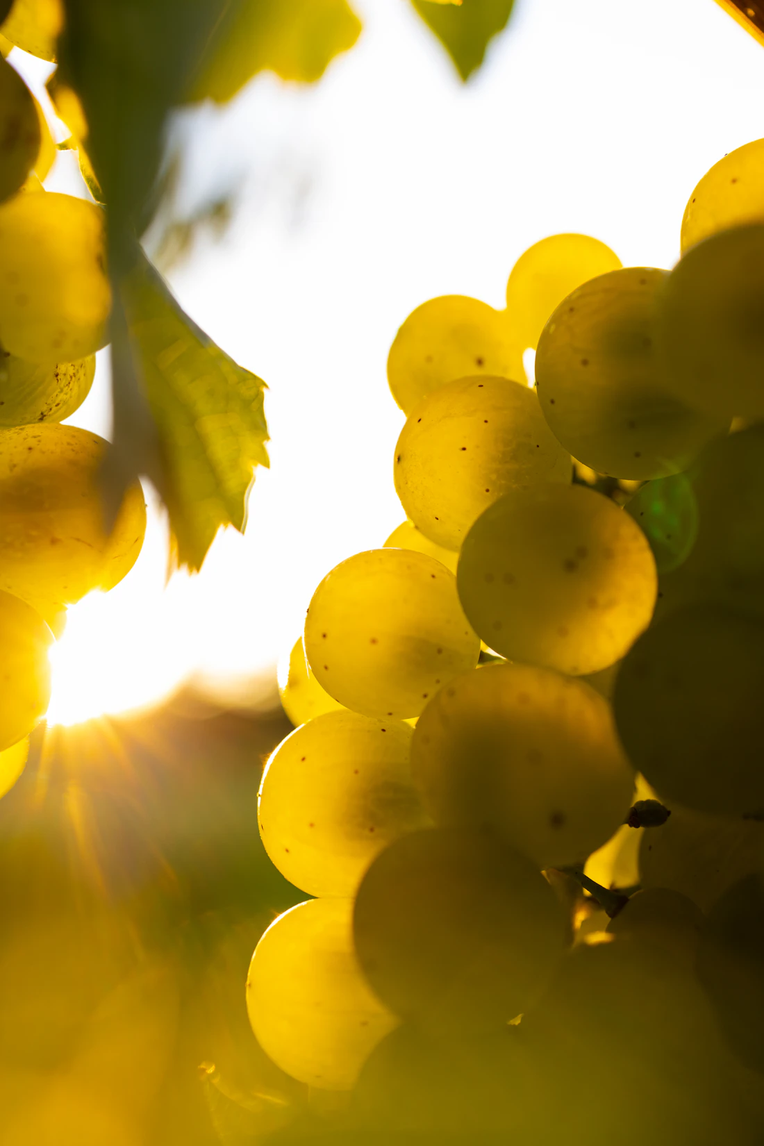 Uvas verdes iluminadas por el sol