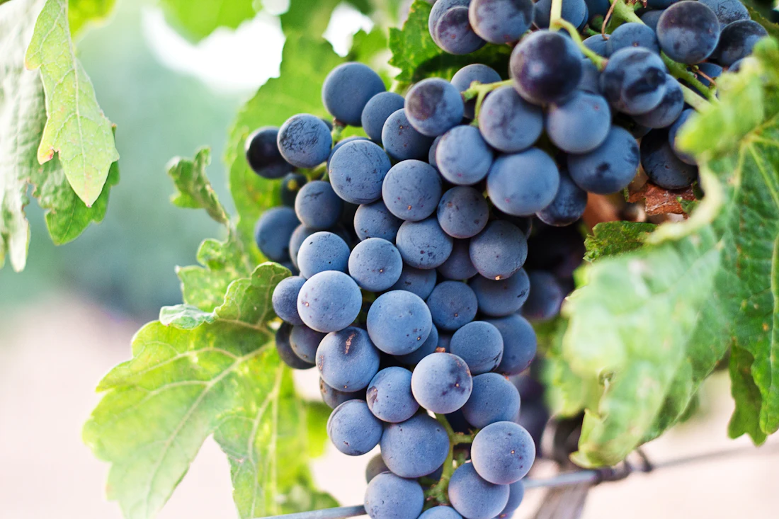 Racimos de uva madura en el viñedo
