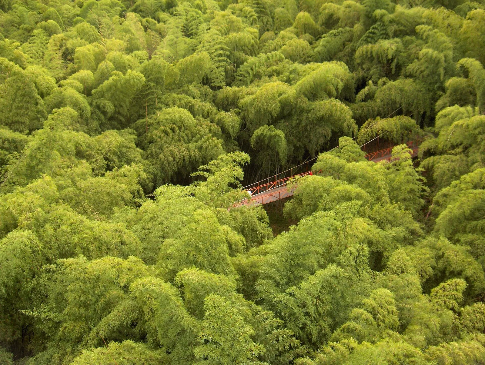 Guadual y sendero del Parque del Café vistos desde lo alto, Quindío