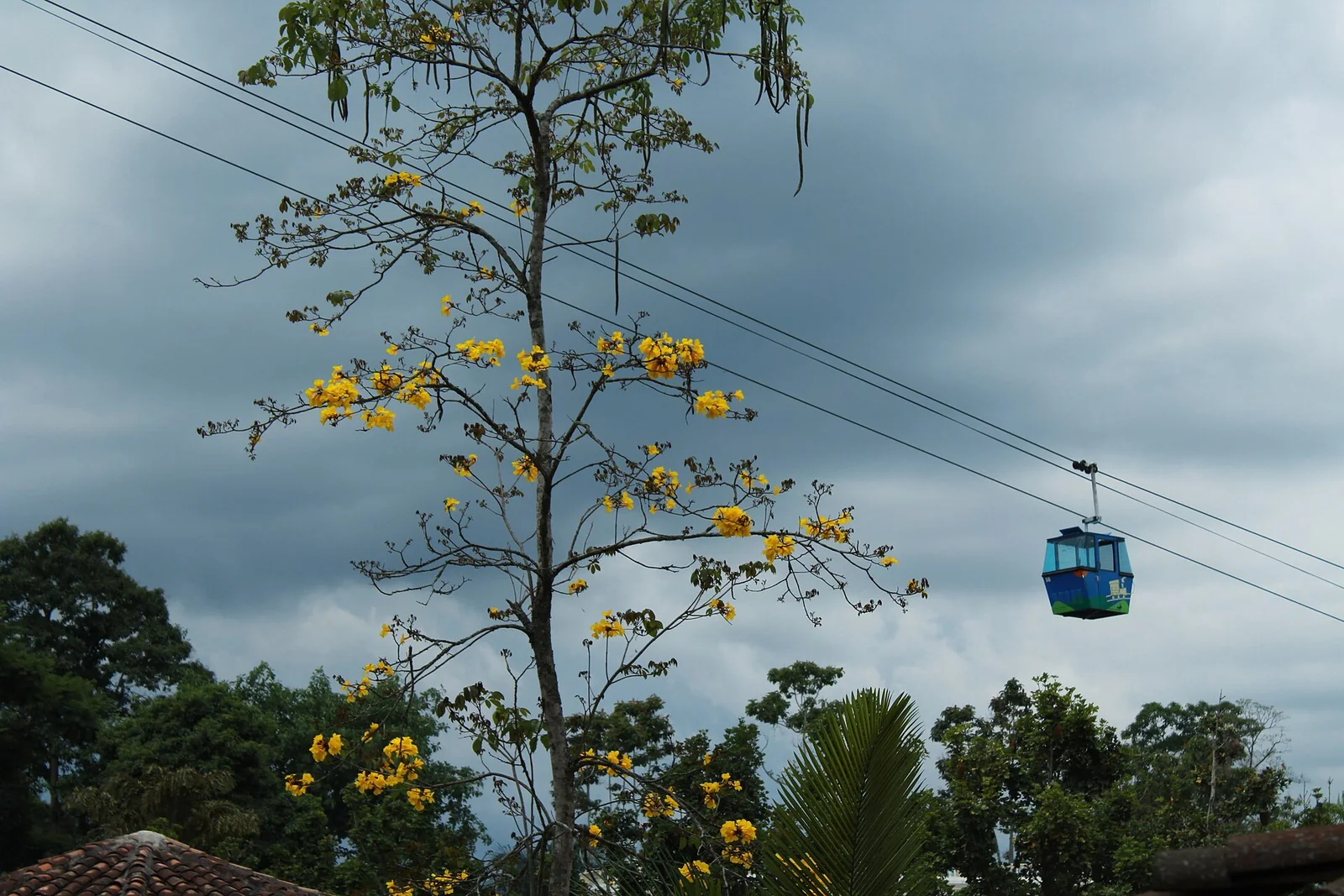 Góndola del teleférico del Parque del Café entre un guayacán florecido, Quindío
